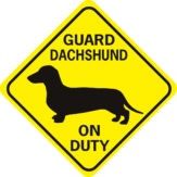 guard dachshund on duty
