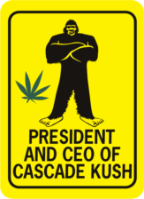 Bigfoot President and CEO of Cascade Kush Rectangle