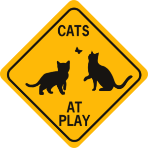 cats at play