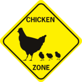 chicken xing hen with chicks