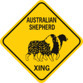 Dog Australian Shepherd two new image