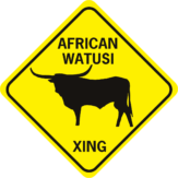 COW AFRICAN WATUSI
