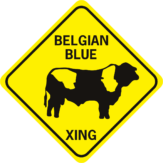 Cow Belgian Blue
