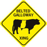 COW BELTED GALLOWAY
