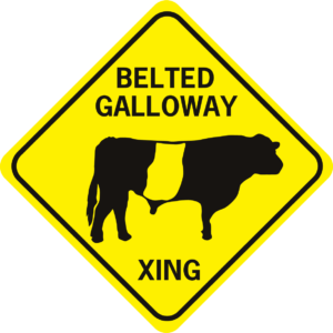 COW BELTED GALLOWAY