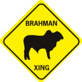 cow brahman