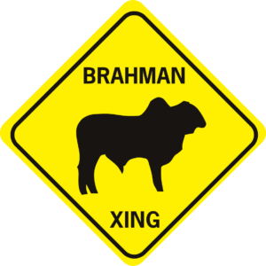 cow brahman