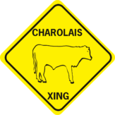 cow charolais