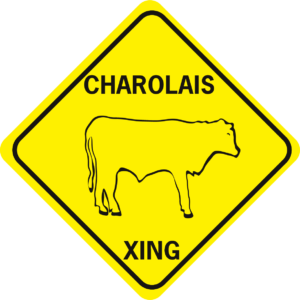 cow charolais