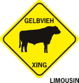 COW GELBVIEH