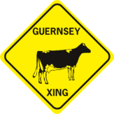 cow guernsey 1