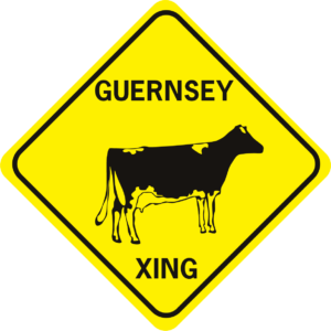 cow guernsey 1