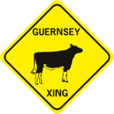 cow guernsey 2