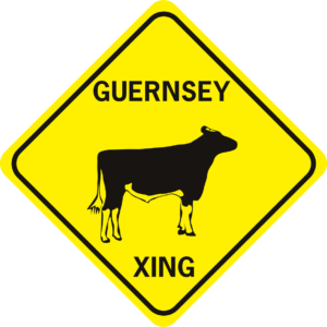 cow guernsey 2