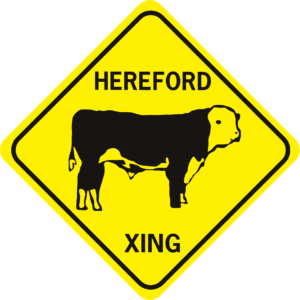 cow hereford