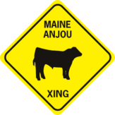 COW MAINE ANJOU