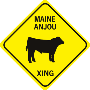 COW MAINE ANJOU