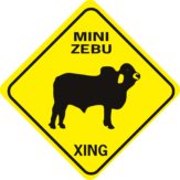 cow mini zebu