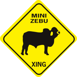 cow mini zebu