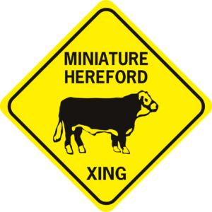 cow miniature hereford