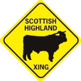 cow scottish highland