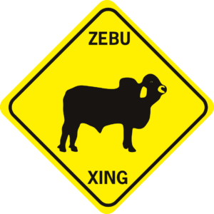 COW ZEBU