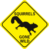 Squirrels Gone Wild diamond