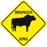 COW BRANGUS