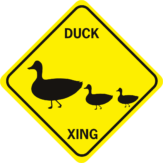 Duck 2 babies Xing