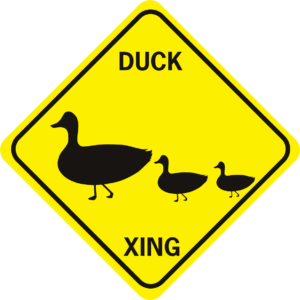 Duck 2 babies Xing