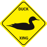 Duck Duck Xing swimming