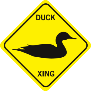 Duck Duck Xing swimming
