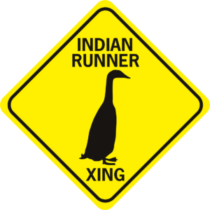 Duck Indian Runner Duck Xing