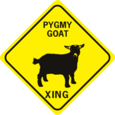 Pygmy Goat Xing diamond