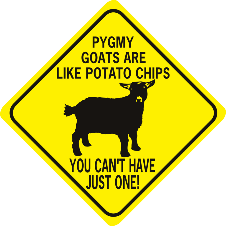 goat Pygmy Goats Are Like Potato Chips Can't Have One diamond World