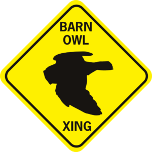 Barn Owl Xing flying