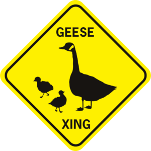 Geese Xing Canada family