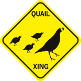 Quail Xing family