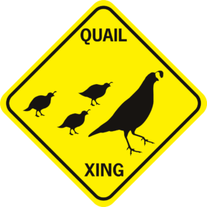 Quail Xing family