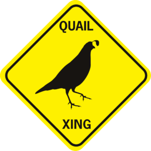 Quail xing