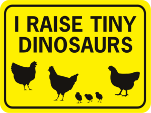 chicken I Raise tiny dinosauers