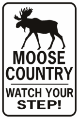 Moose Country Watch Your Step