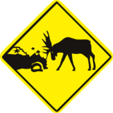 Moose and Car