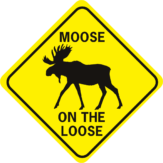 Moose on the Loose