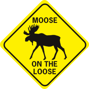 Moose on the Loose