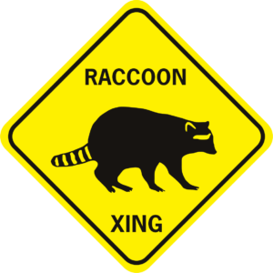 RACCOON walking lb